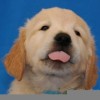 _Labrador_